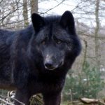 Foto del perfil de Wolf0930