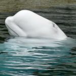 Foto del perfil de Beluga